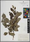 Foto von Salix atrocinerea Brot. x Salix caprea L.